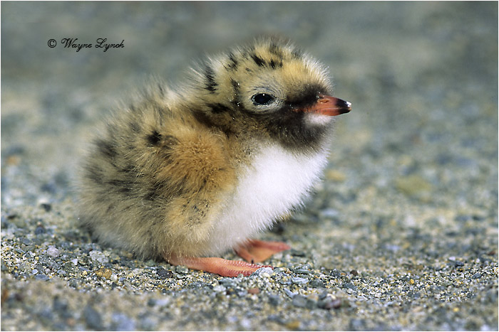 Arctic Tern Chick 108 by Dr. Wayne Lynch &copy;